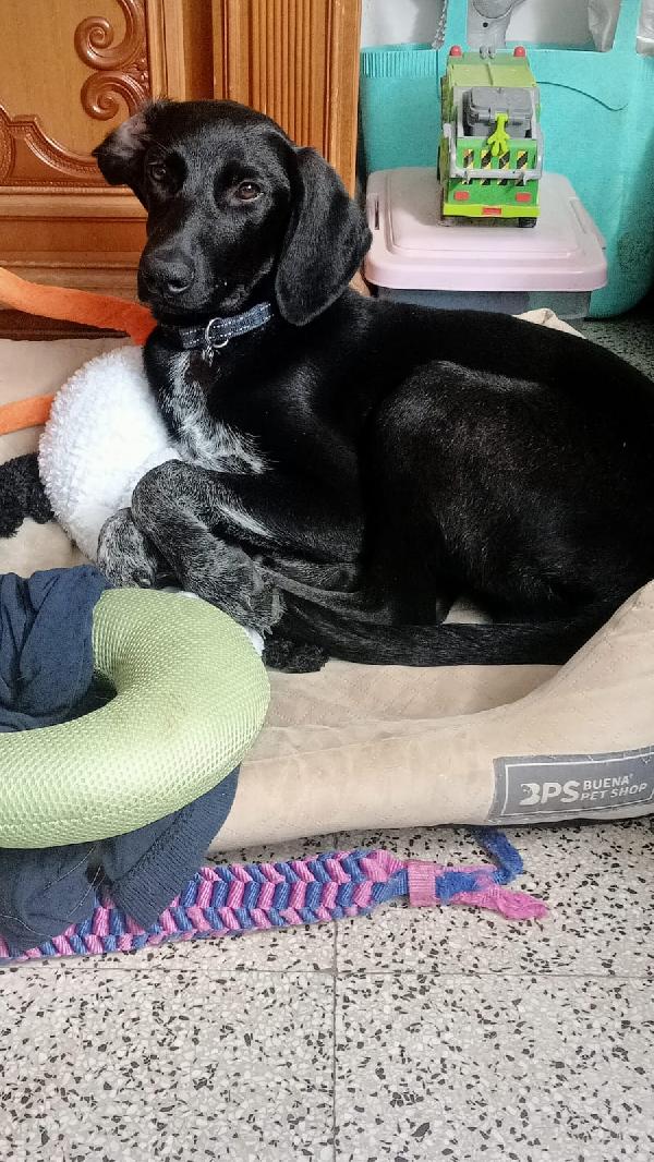 Dolcissima Mix Segugio 8 Mesi